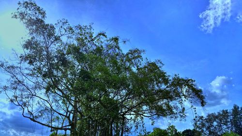 Low angle view of trees against blue sky