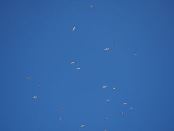 Low angle view of birds flying in sky