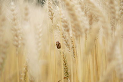 Close-up of wheat growing on field