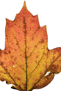 Close-up of autumnal leaves against white background