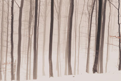 Low angle view of trees