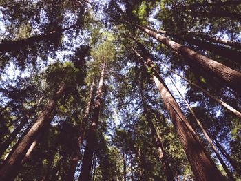 Low angle view of trees in forest