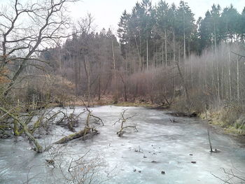 Bare trees on landscape against sky