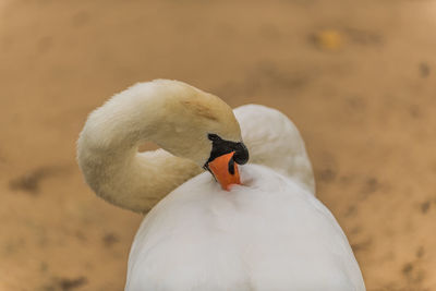 Close-up of swan