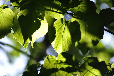 Close-up of leaves on tree