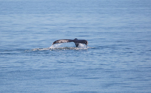 Horse swimming in sea