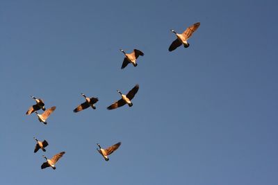 Low angle view of birds flying against clear sky