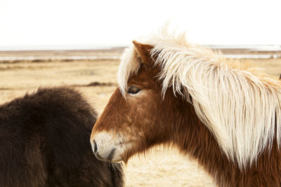 Portrait of an icelandic pony with blonde mane in a herd