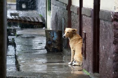 Portrait of dog in rain