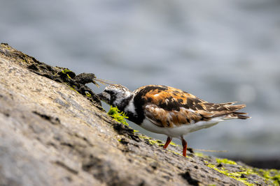 Close-up of bird perching on rock