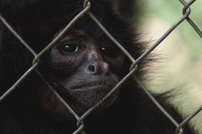 Close-up of monkey in cage