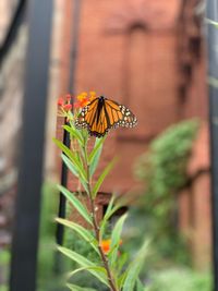 Close-up of butterfly pollinating on flower
