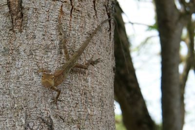 Close-up of lizard on tree trunk