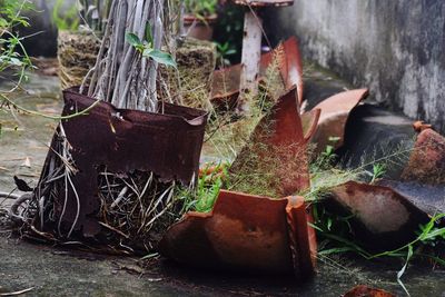 Close-up of damaged leaves on field