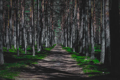 Footpath amidst trees in forest