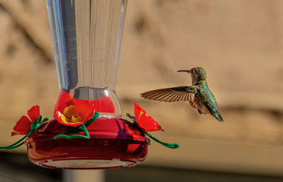 Close-up of bird flying