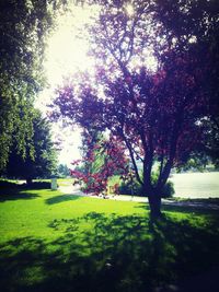 Trees in park