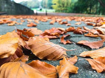 Close-up of fallen maple leaves