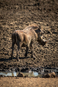 Common warthog stands by muddy rocky waterhole