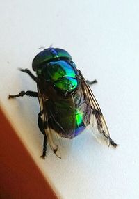 Close-up of housefly