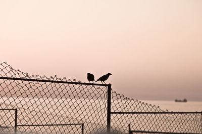 Silhouette birds perching on fence against sky during sunset