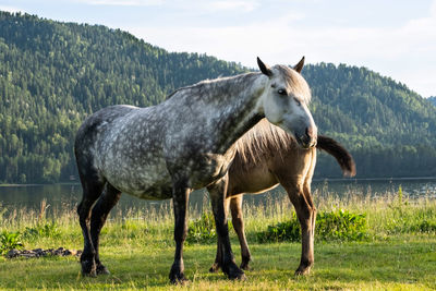 Cute mare with foal grazing on lakeshore. horses are pasture on lawn lakeside.