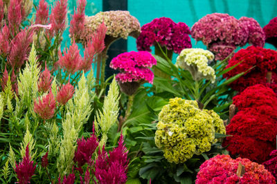 Close-up of multi colored flowering plants at market