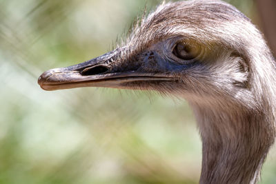 Close-up of bird