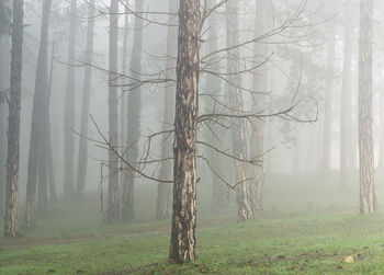 Trees on field in forest