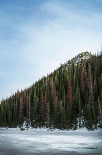 View of a mountain over a frozen lake covered in pine trees changing color