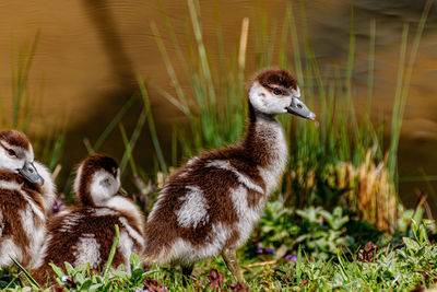 Ducks in a field