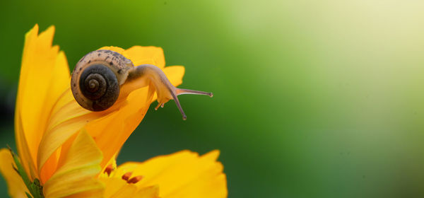 Close-up of insect on yellow flower