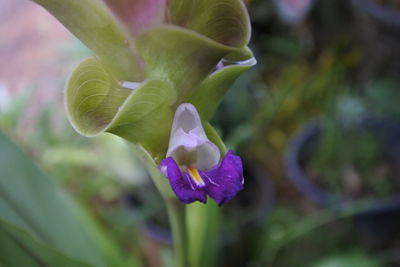 Close-up of purple iris flower