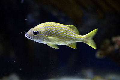 Close-up of fish swimming in sea