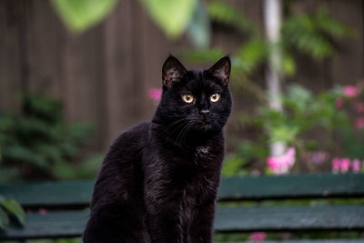 Close-up portrait of cat sitting outdoors