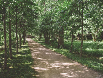 Footpath amidst trees in forest