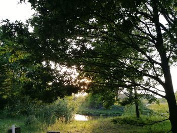 Trees in grass