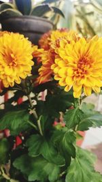 Close-up of yellow flowering plant