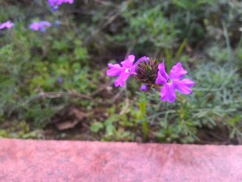 Close-up of pink flowers