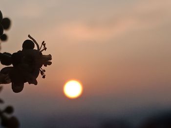 Close-up of silhouette plant against sky during sunset