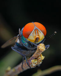 Close-up of butterfly perching on flower