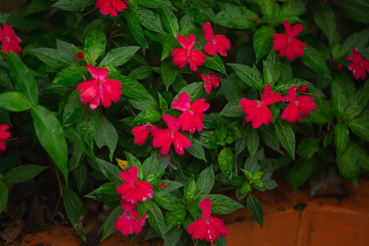 HIGH ANGLE VIEW OF RED FLOWERING PLANTS