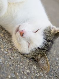 Close-up of cat sleeping