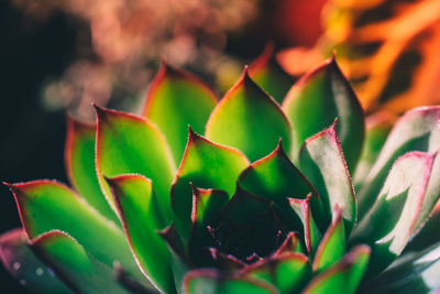 Close-up of succulent plant