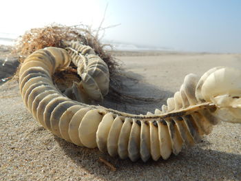 Close-up of snake on sand at beach