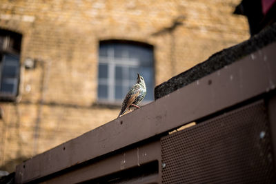 Bird perching on a building