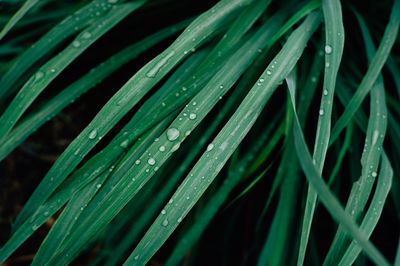 Close-up of wet grass