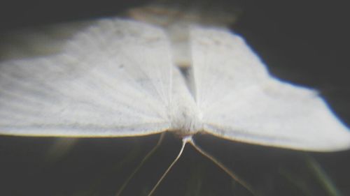 Close-up of white flower