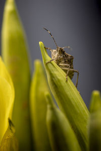 Little bug climbing on a yellow flower