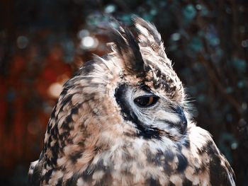 Close-up of a bird